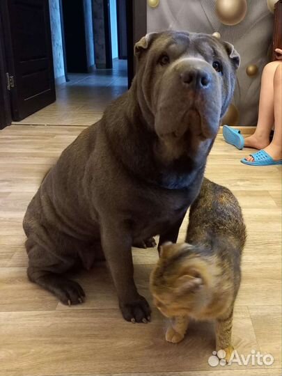 Щенок шарпея