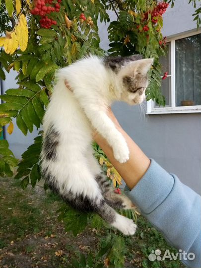 Отдам в добрые руки