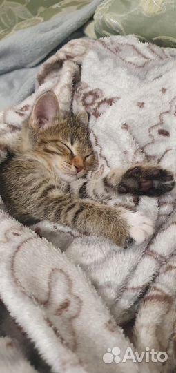 Котята и мама-кошка