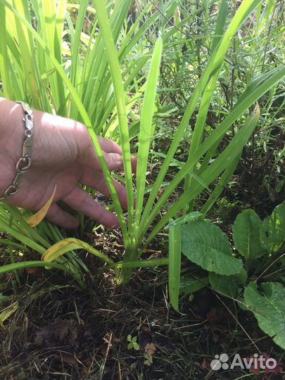 Лилейники мак садовый многолетний