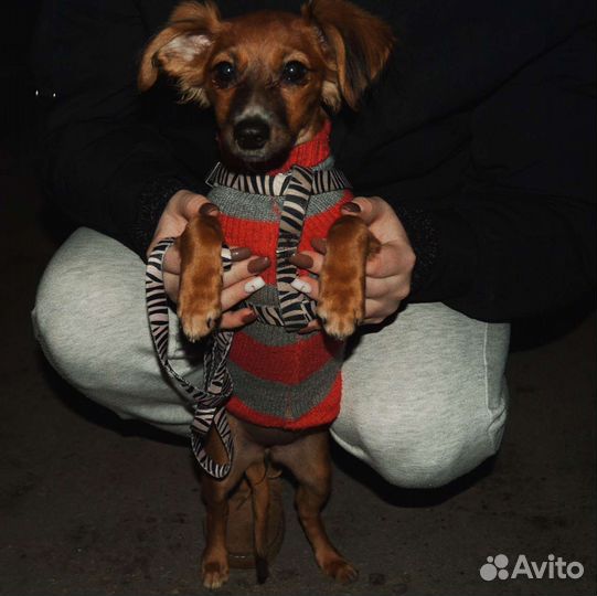 Собака в добрые руки отдам бесплатно