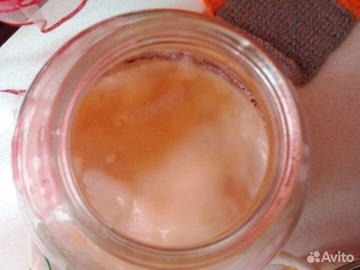 Чайный гриб, бесплатно