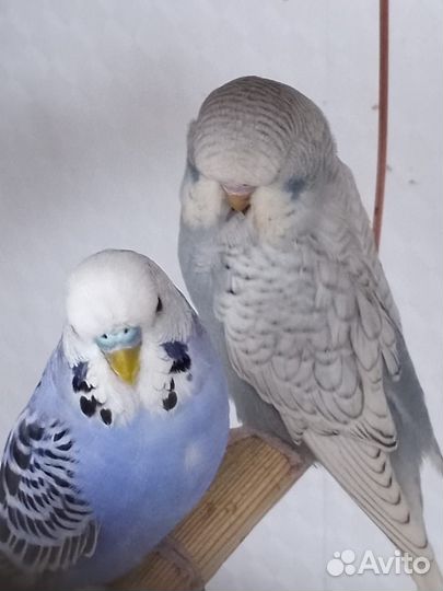 Волнистый попугай