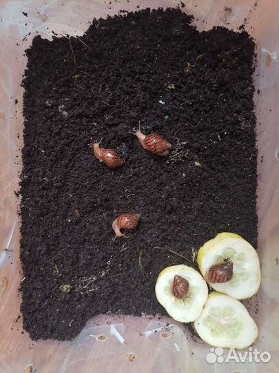 Улитка ахатина имокулята