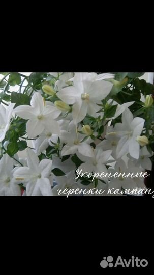 Кампанула Альба