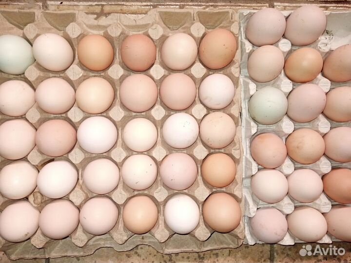 Инкубационное яйцо домашних кур