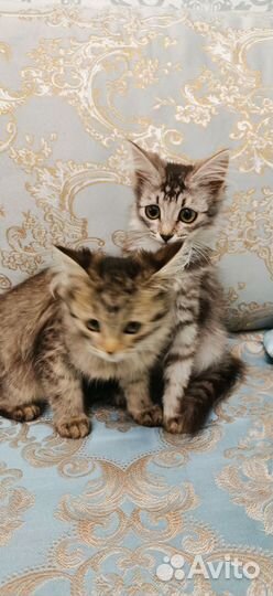 Кошки в добрые руки бесплатно