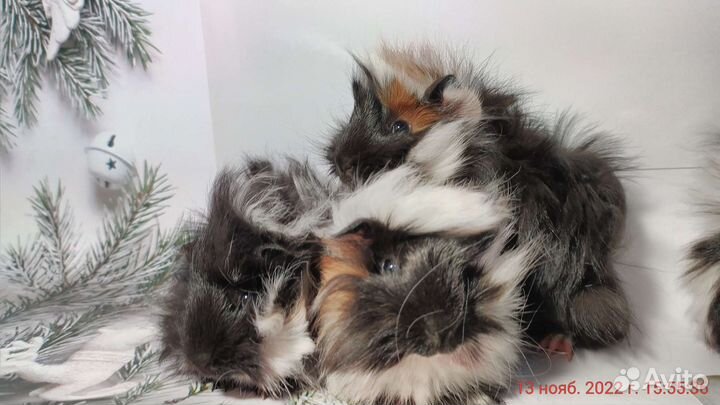 Морские свинки