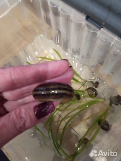 Улитки аквариумные