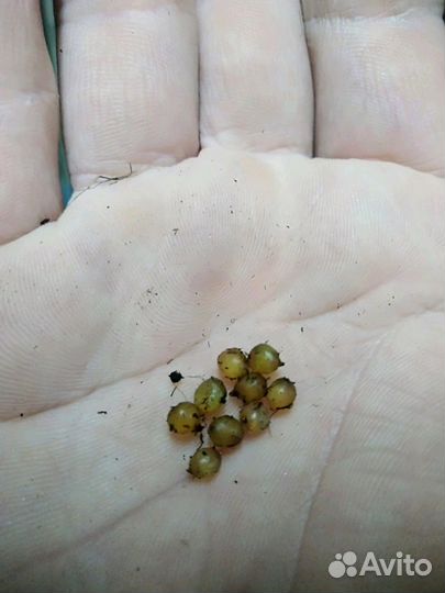 Черви Дендробена