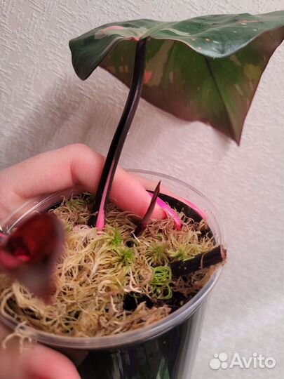 Филодендрон Pink Queen