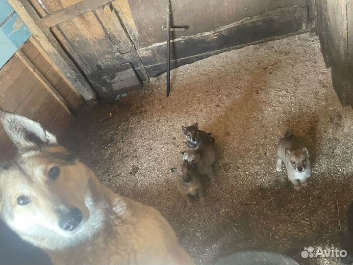 В продаже щенки.заподно-сибирские лайки