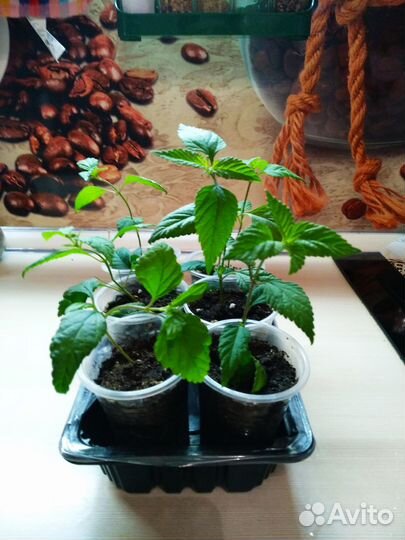 Липпия сладкая