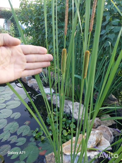 Камыш декоративный