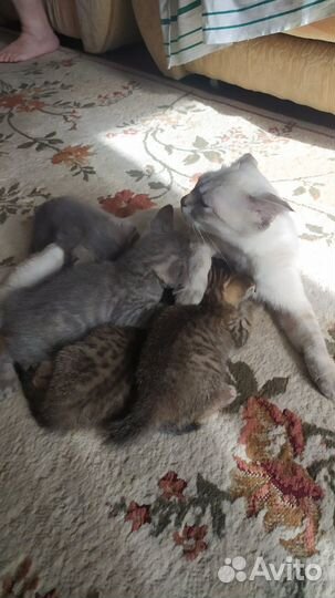 Вислоухие шотландцы