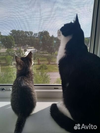 Передержка кошек