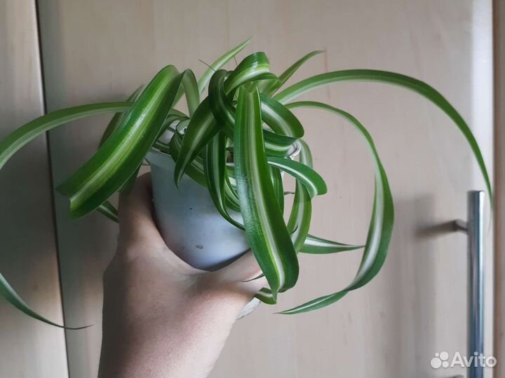 Хлорофитум кудрявый и обычный, толстянка