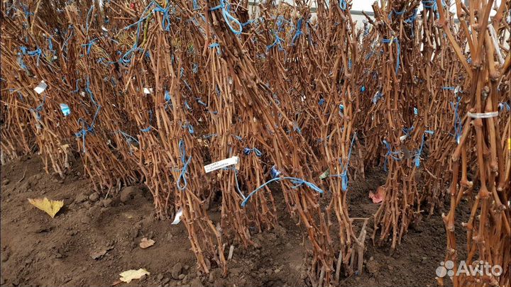 Саженцы деревьев и кустарников (Разные)