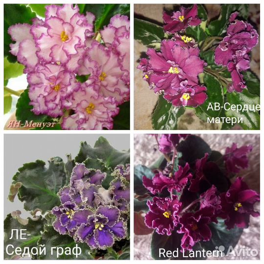 Сортовые фиалки