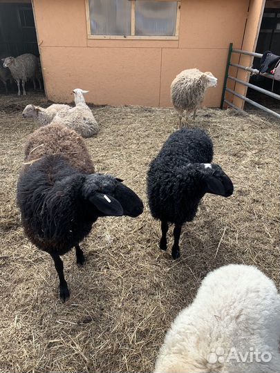 Ягнята ярки бараны