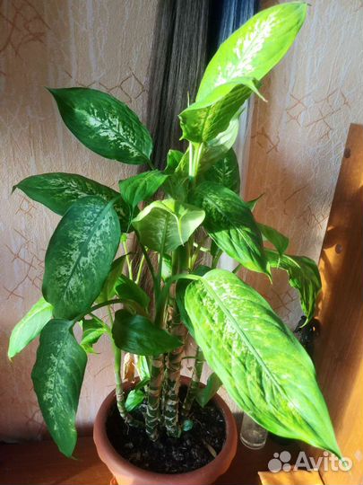 Диффенбахия пятнистая