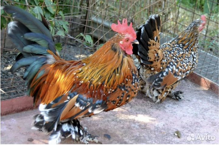 Куры, семья Мильфлёр