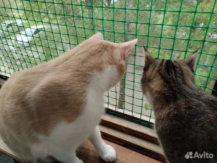 Кот в доме к удаче в жизни