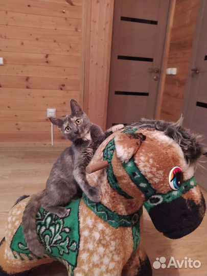 Кошка в дар бесплатно