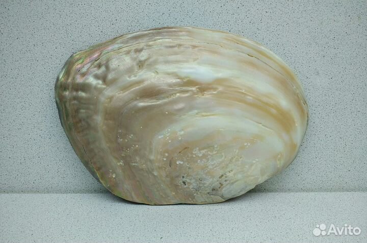 Жемчужница Куминга 17,1 морская ракушка раковина