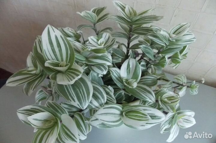 Разнообразие домашних растений