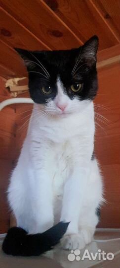 Кошка кошечка