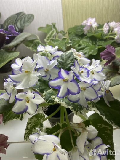 Сортовые фиалки