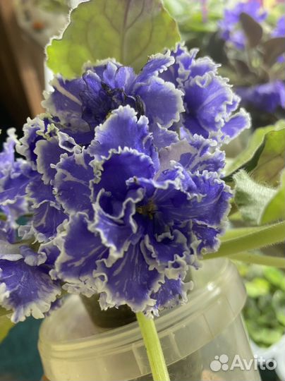 Сортовые фиалки