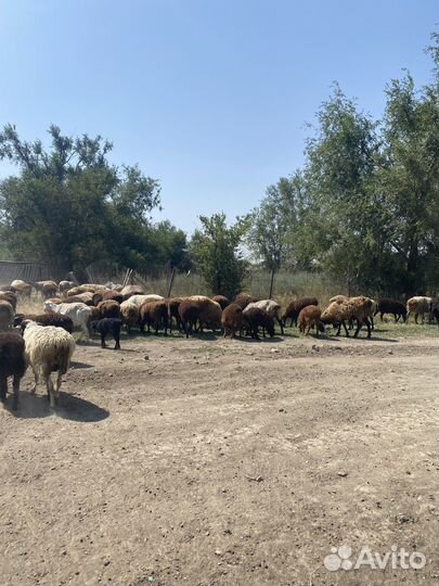 Баранчики и ярки