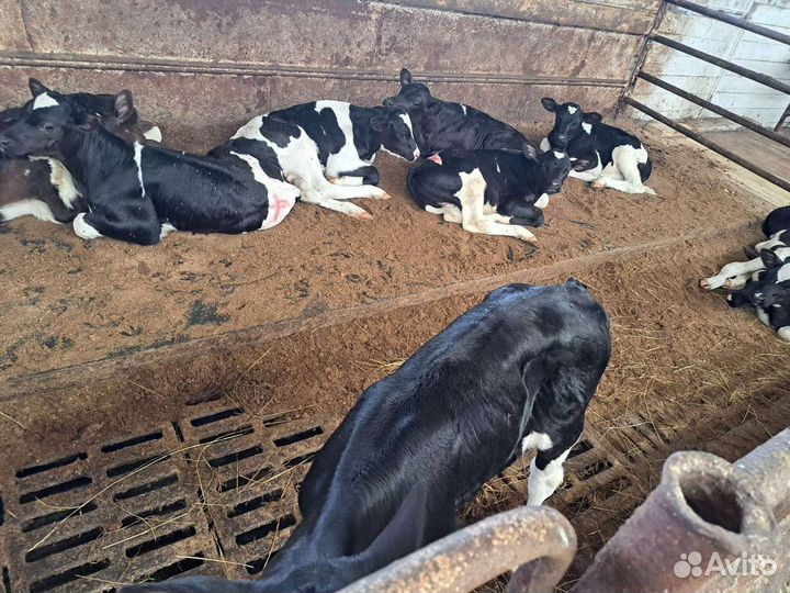 Племенные телята