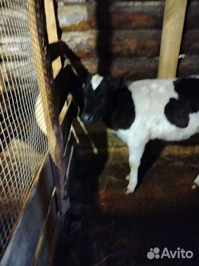 Телочки породистые