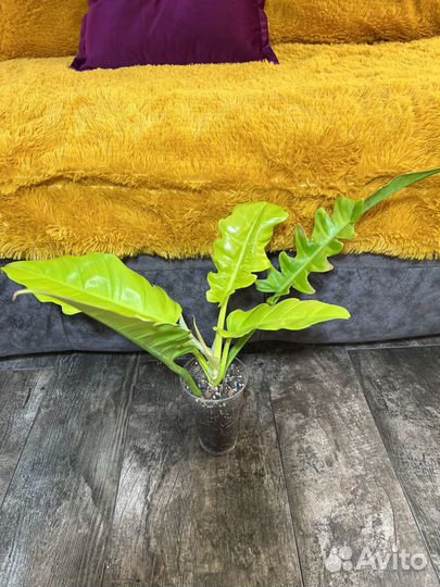 Сортовые филодендроны