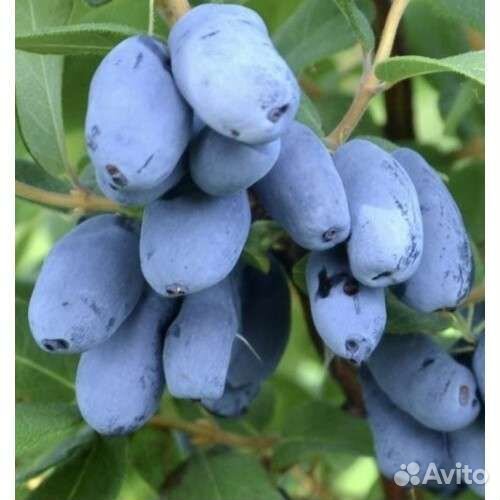 Саженцы жимолости