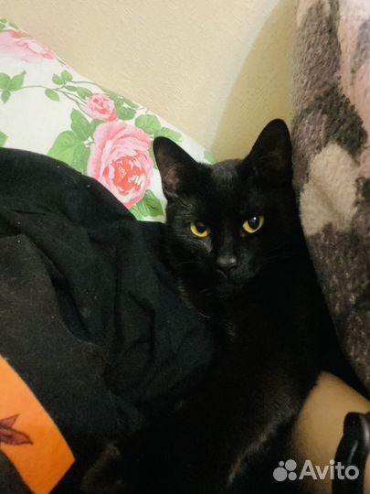 Коты в добрые руки