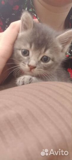 Британская кошка в дар