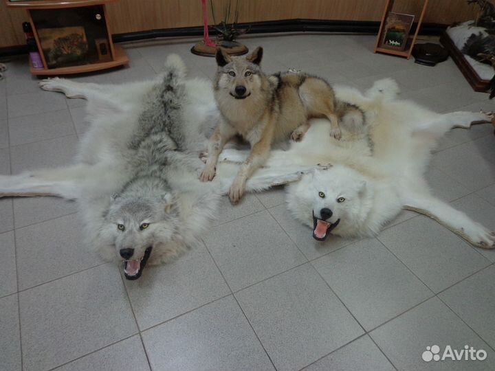 Услуги таксидермии