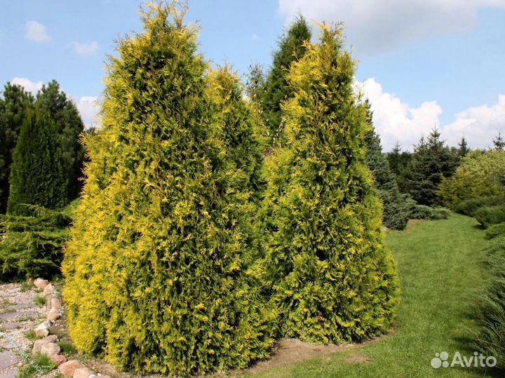 Туя екстра класса