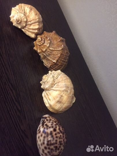 Набор ракушек в подарочной коробке
