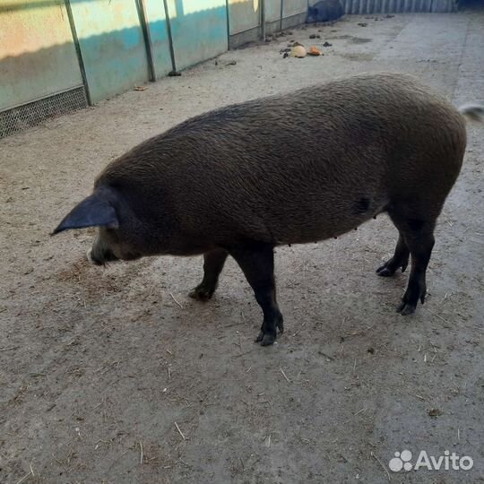 Венгерскся мангалица