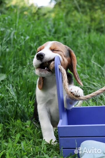 Щенки Бигль