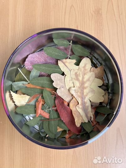 Гербарий сухоцвет