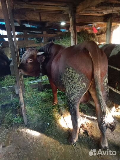 Бычки и быки