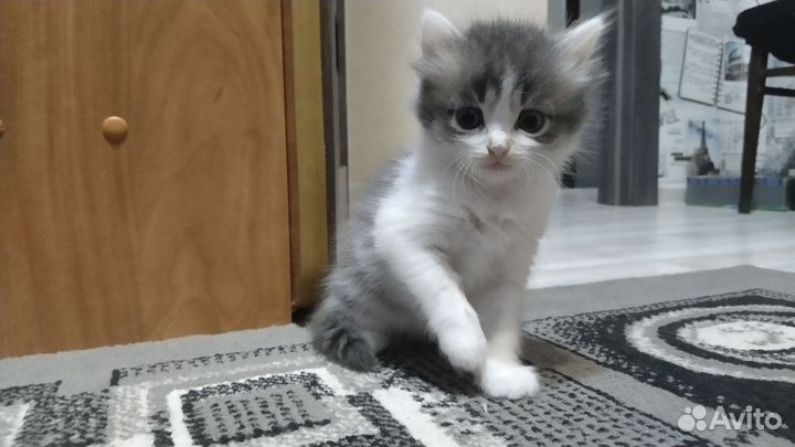 Кошка в дар бесплатно