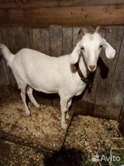 Козочка, 9 месяцев