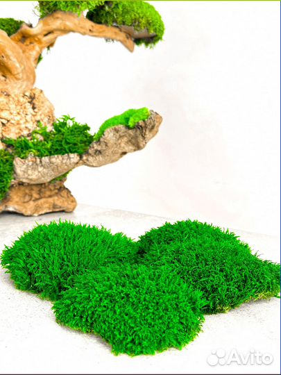 Стабилизированный мох ковер ягель кочка